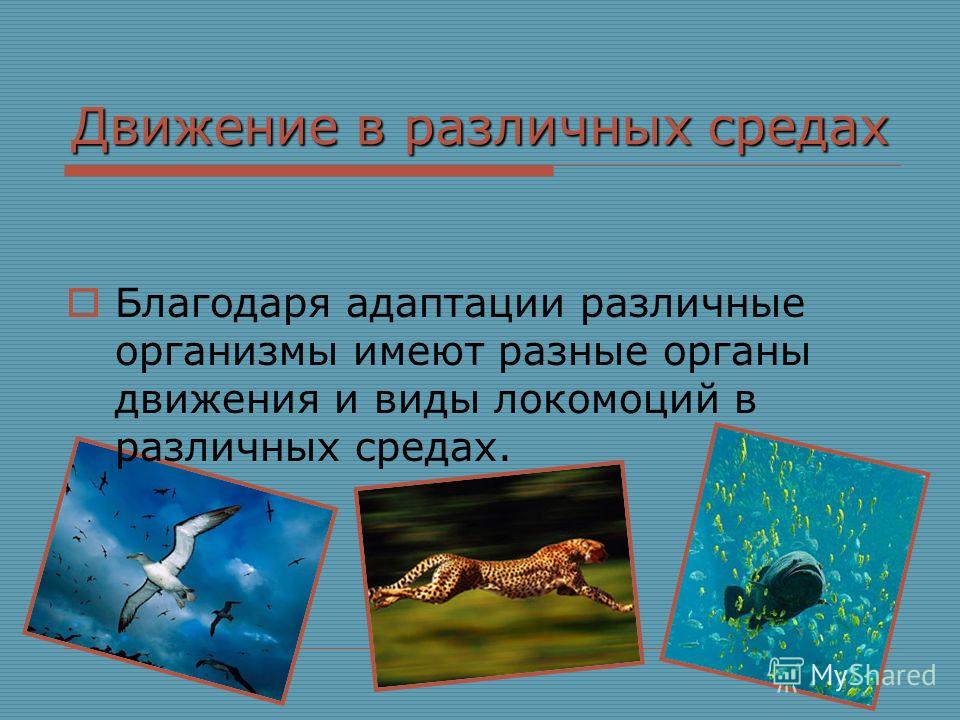 Доклад о движении организмов 6984