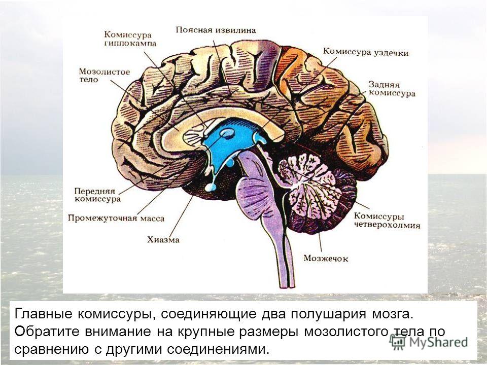 Межполушарная асимметрия мозга связана с Межполушарная асимметрия мозга связана с