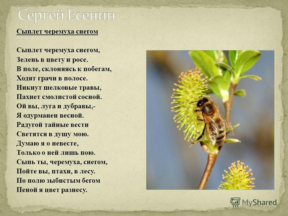 Есенин сыплет черемуха снегом урок Есенин сыплет черемуха снегом урок