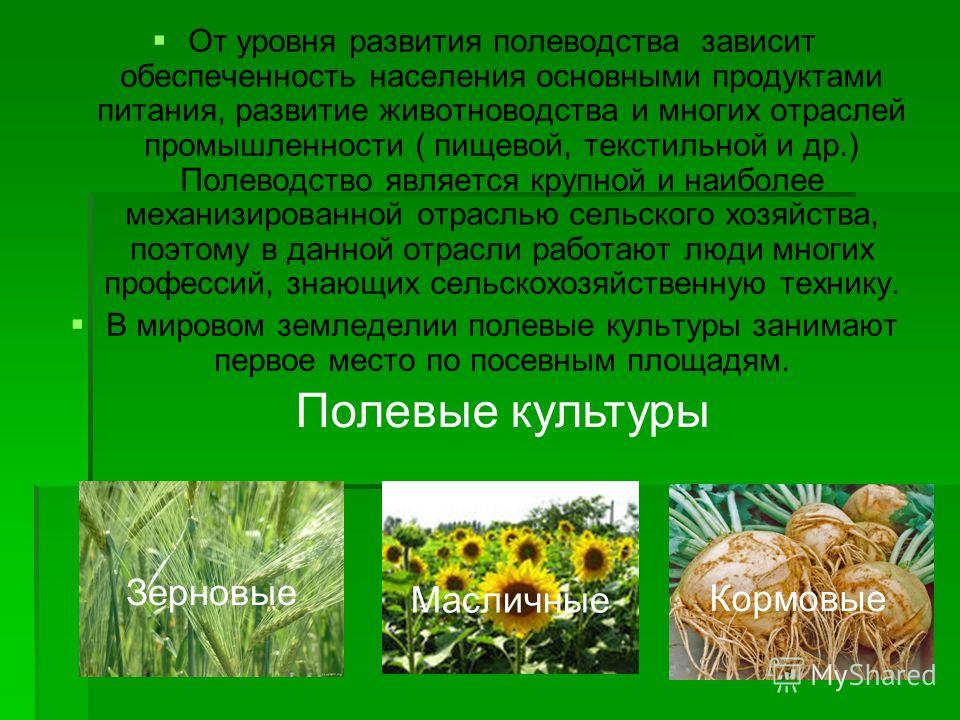 Реферат На Тему Классификация Полевых Культур Реферат На Тему Классификация Полевых Культур