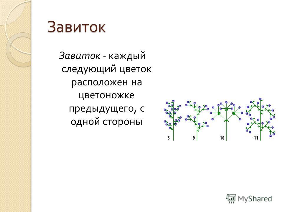 Можжевельники высокорослые Образцовая Усадьба Как собрать с растения полукилограммовый урожай - Growerland