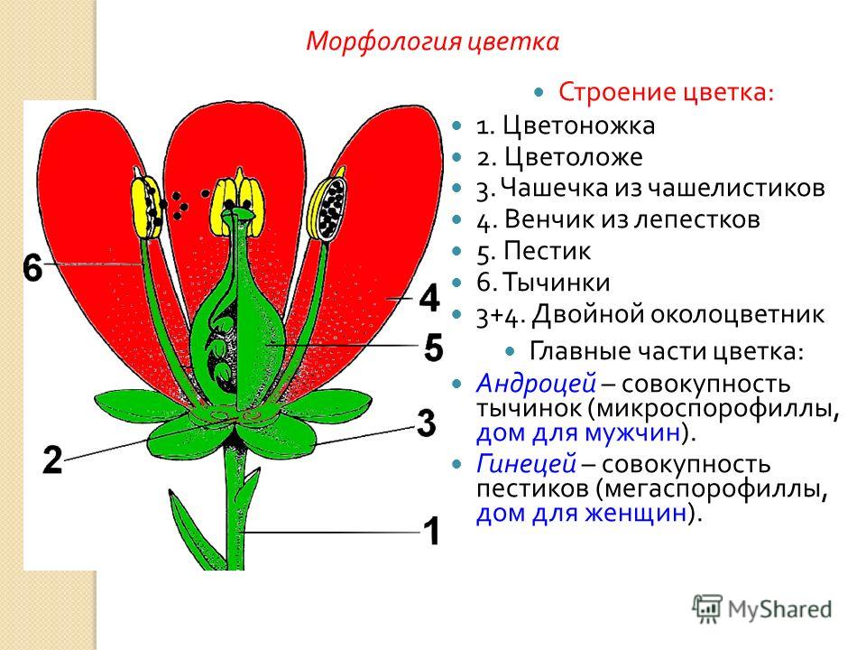 Презинтация по биологии на тему типы соцветий 6 класс