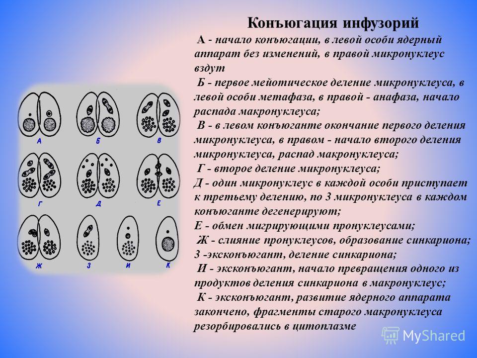 Процесс конъюгации инфузории Процесс конъюгации инфузории