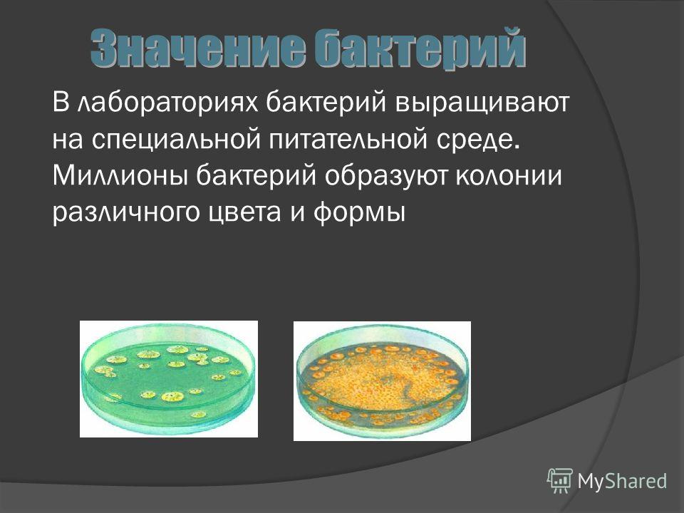 Выращивание бактерий в домашних условиях 60