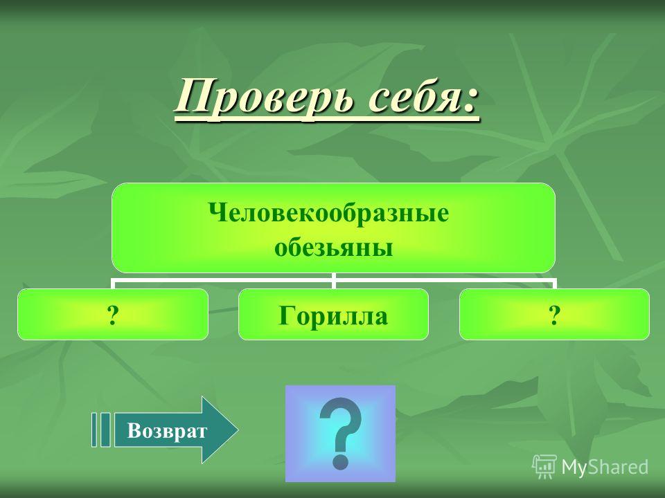 орангутан презентация скачать