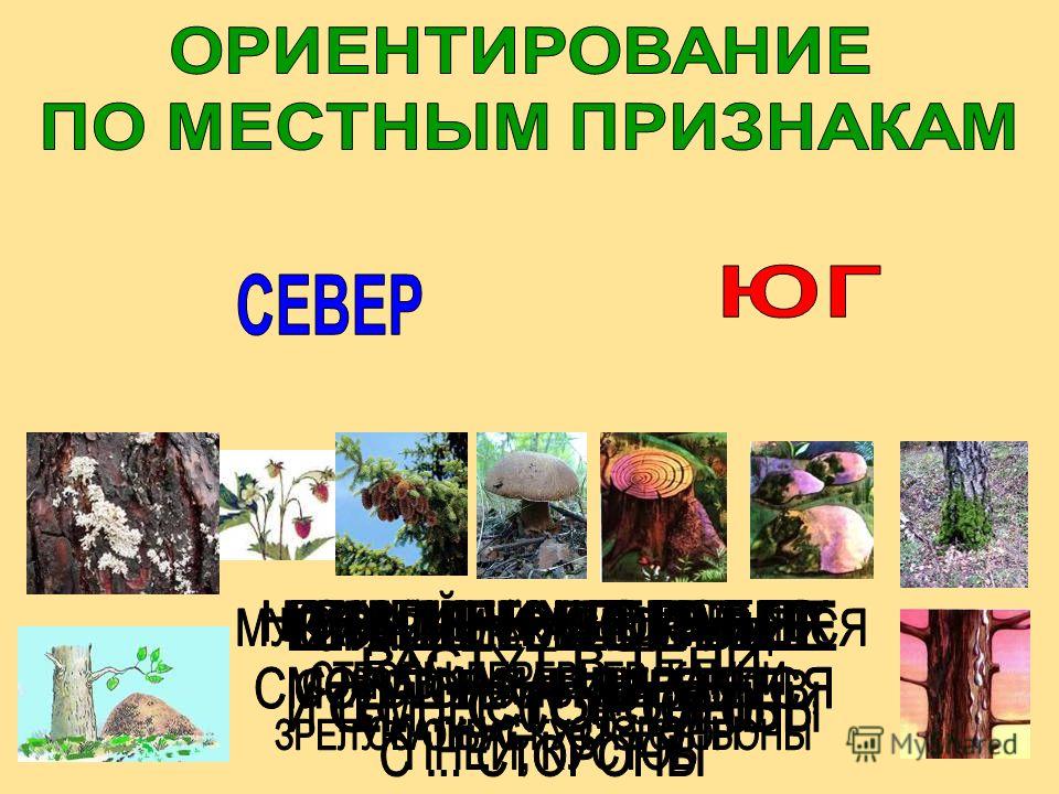 Погода в сыктывкаре на 3 месяца