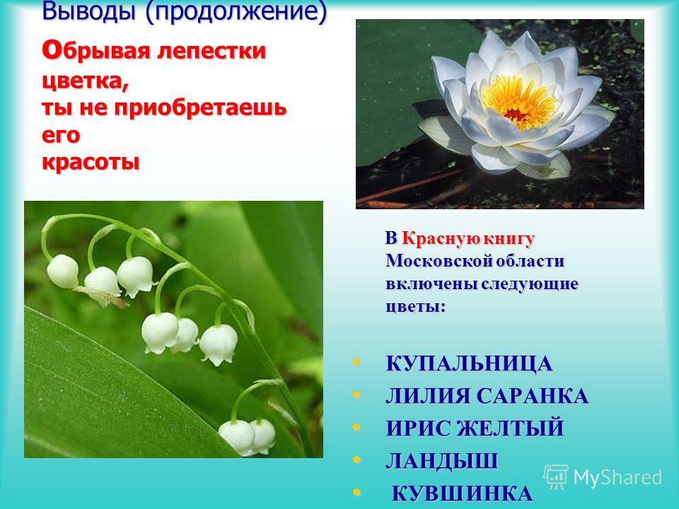 Растения из красной книги московской области фото