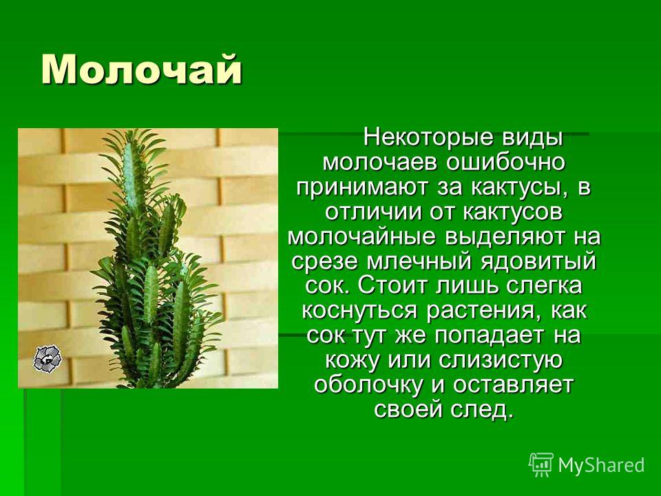 Атлас-определитель растений для детей "От земли до неба" к Комнатный ядовитый молочай: чем опасен, уход в домашних