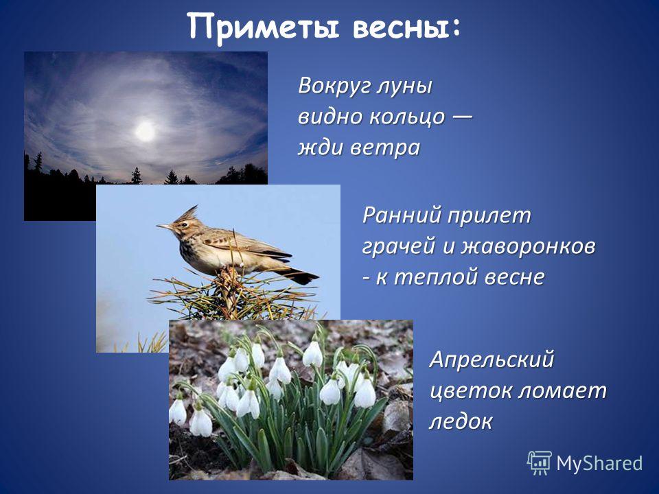 Народные приметы весны Народные приметы весны