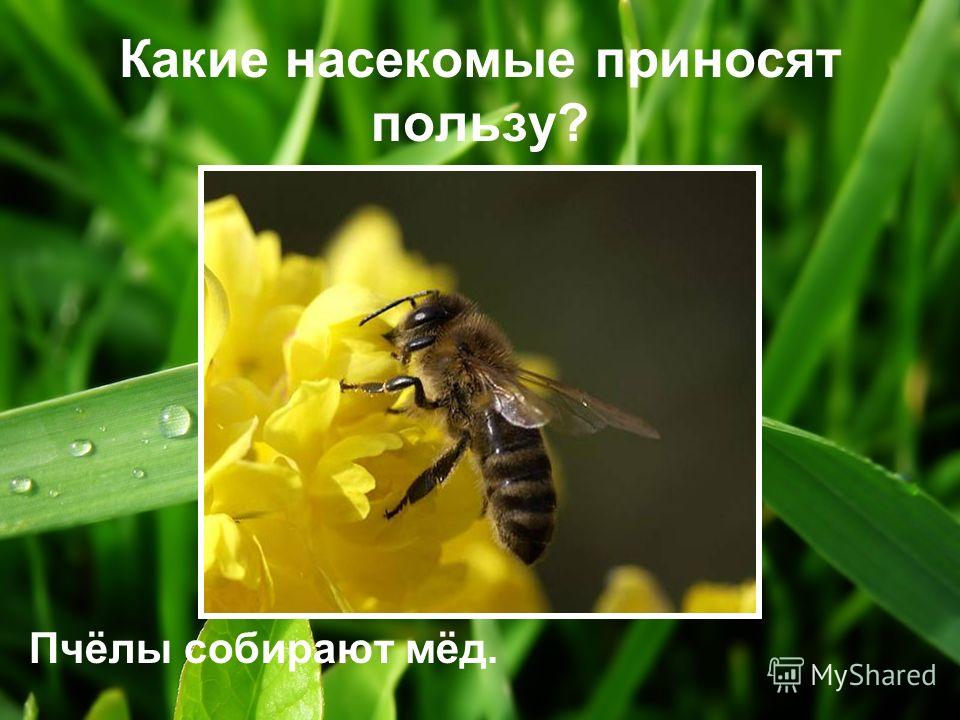 Какие насекомые приносят пользу? Пчёлы собирают мёд.