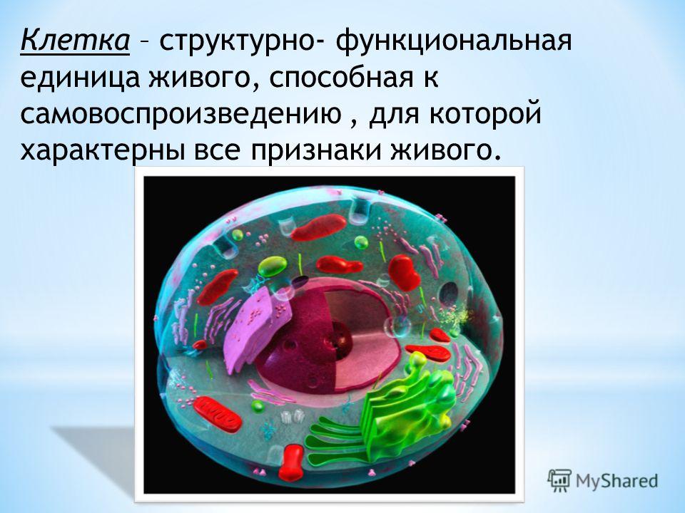 Клетка как орган