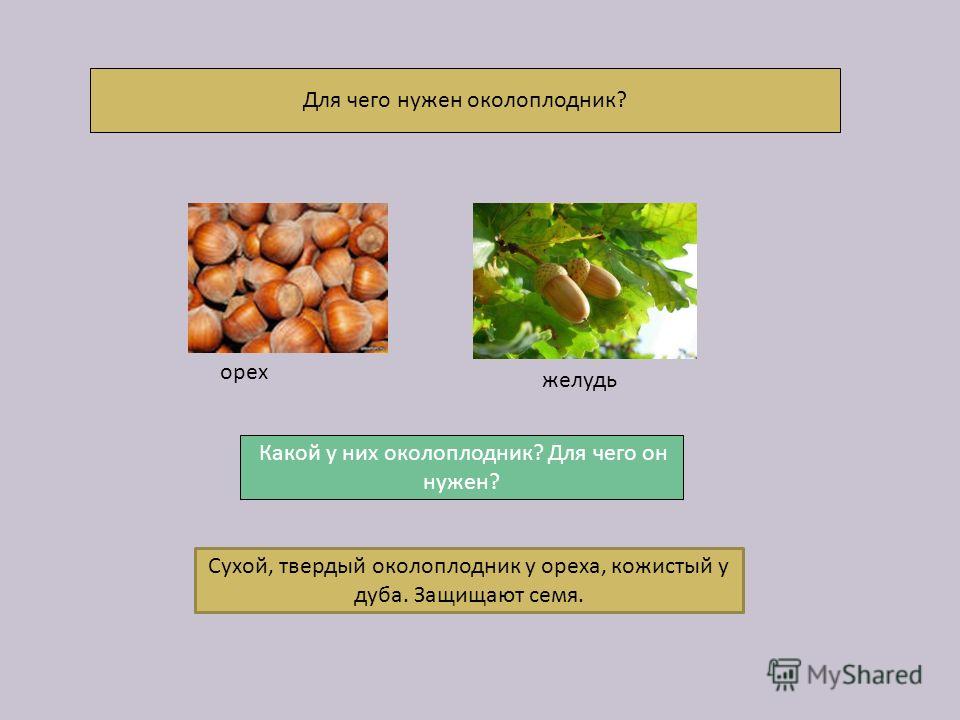 Как могут путешествовать семена Как могут путешествовать семена