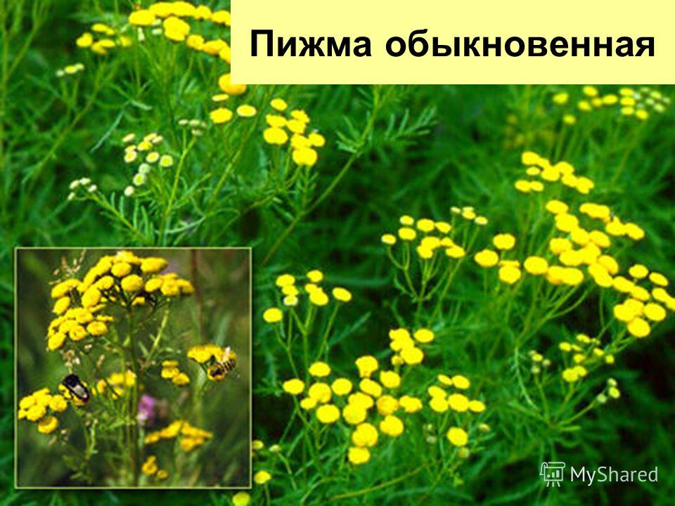 пижма ромашка полынь от паразитов пижма ромашка полынь от паразитов
