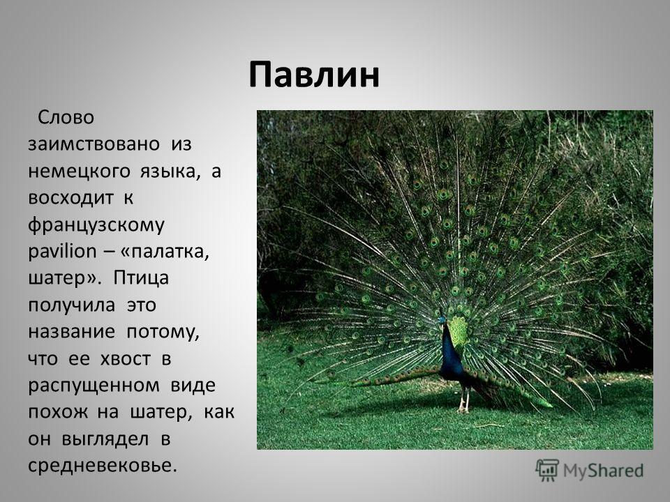 Картинки берегите природу на немецком языке Картинки берегите природу на немецком языке