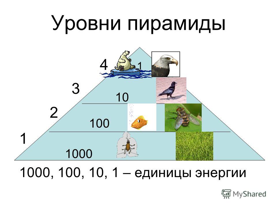 Уровни пирамиды 1000, 100, 10, 1 – единицы энергии 1000 100 10 1 1 2 3 4