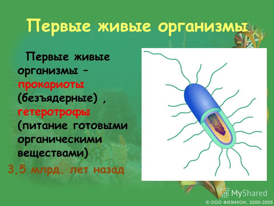 Какие организмы называют прокариотами приведите пример