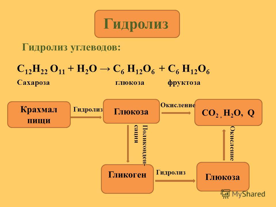 Гидролиз сахарозы гидролиз крахмала
