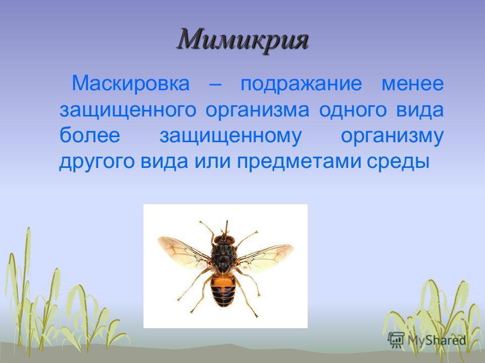 В чем сущность мимикрии Южный Город