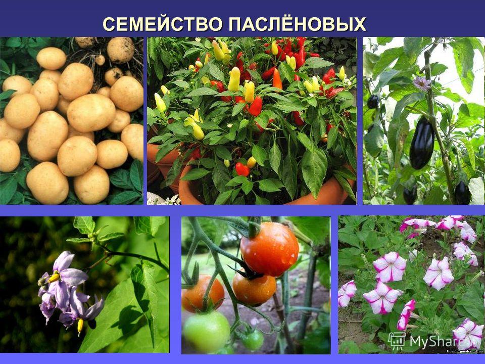Цветок растений семейства паслёновые Цветок растений семейства паслёновые