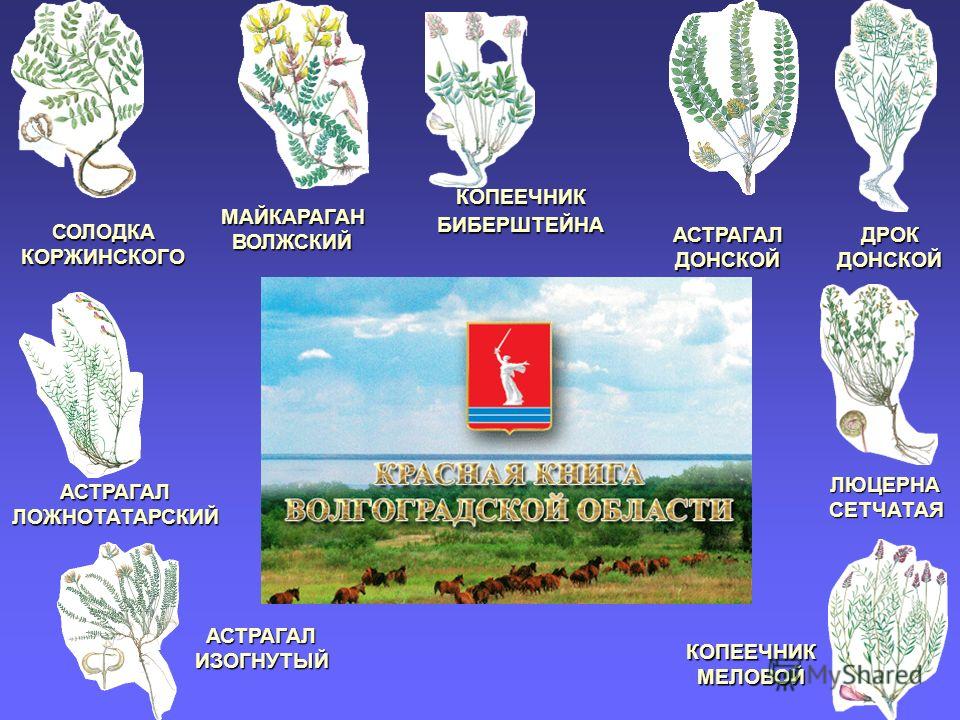 Горошек мышиный Википедия Горошек мышиный Википедия