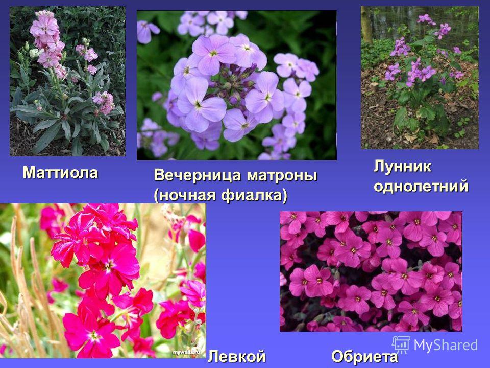 Вечерница растение крестоцветных