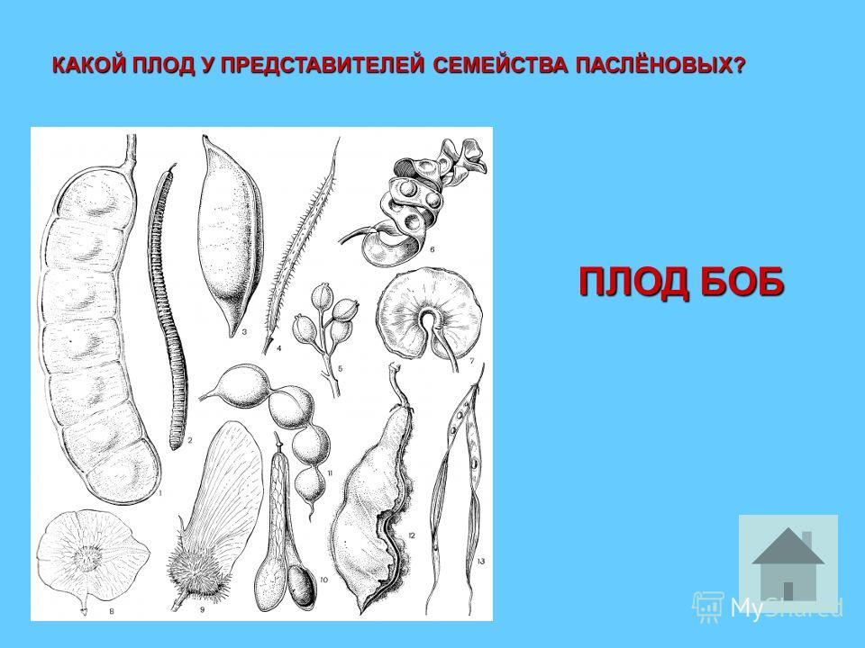 Какой плод у семейства лилейных Какой плод у семейства лилейных