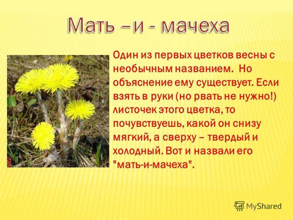 Картинки названия о весне Картинки названия о весне