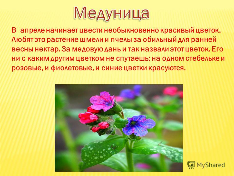 Цветы весны картинки с названием Цветы весны картинки с названием