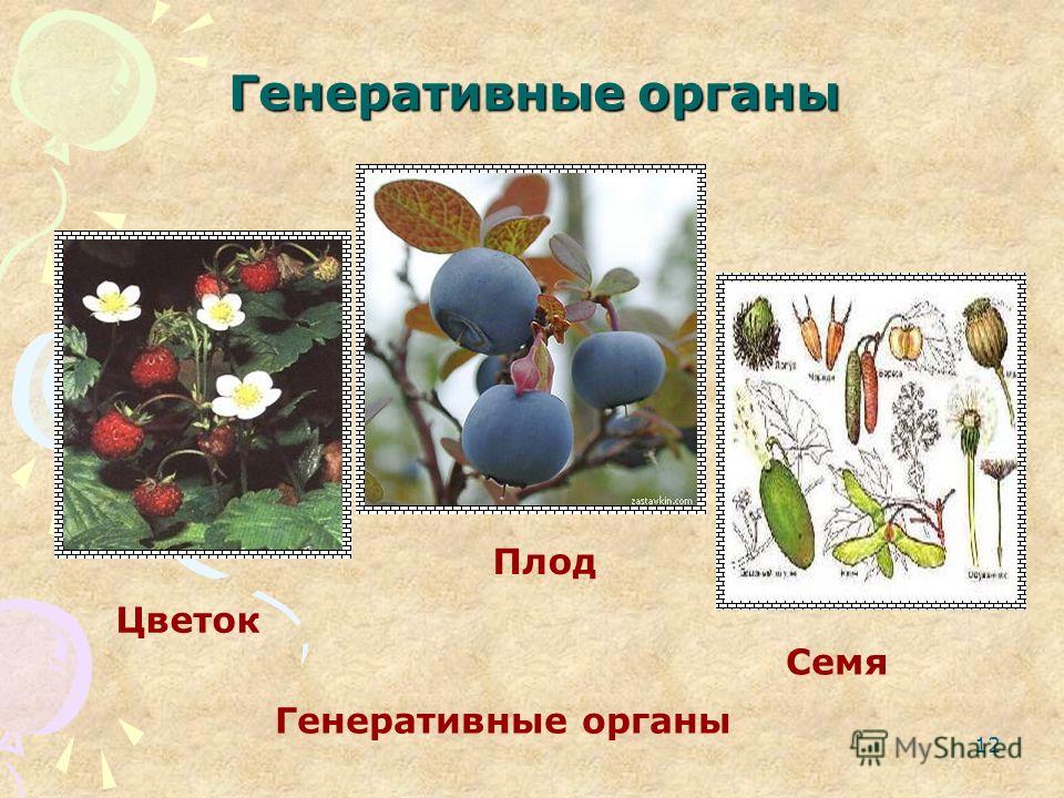 Цветок и соцветия, плоды и семена покрытосеменных - СПАДИЛО. РУ Вегетативные и репродуктивные органы растений