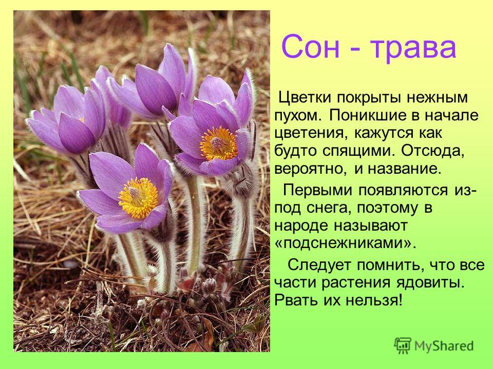 Животные И Растения Калининградской Области Занесенные В Красную Книгу