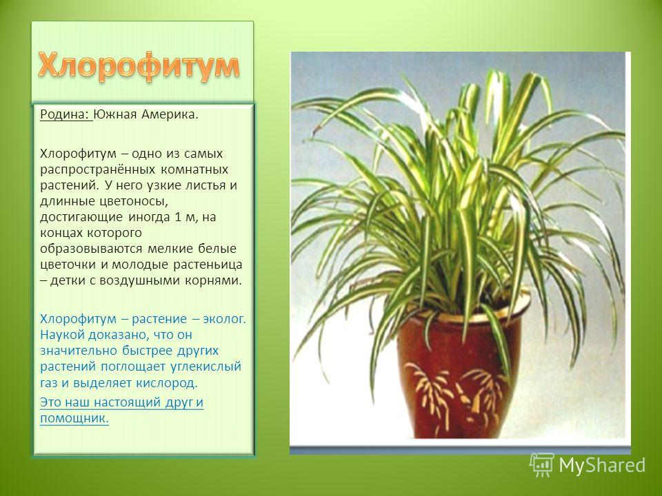 Родина: Южная Америка. Хлорофитум – одно из самых распространённых комнатных растений. У него узкие листья и длинные цветоносы, достигающие иногда 1 м, на концах которого образовываются мелкие белые цветочки и молодые растеньица – детки с воздушными 