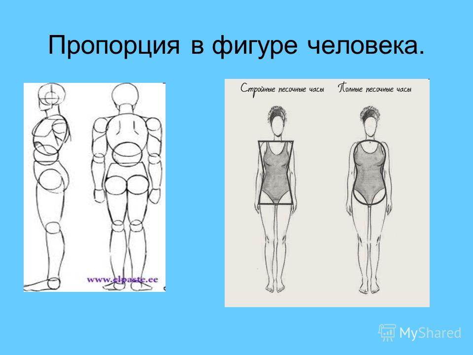Пропорции В Одежде