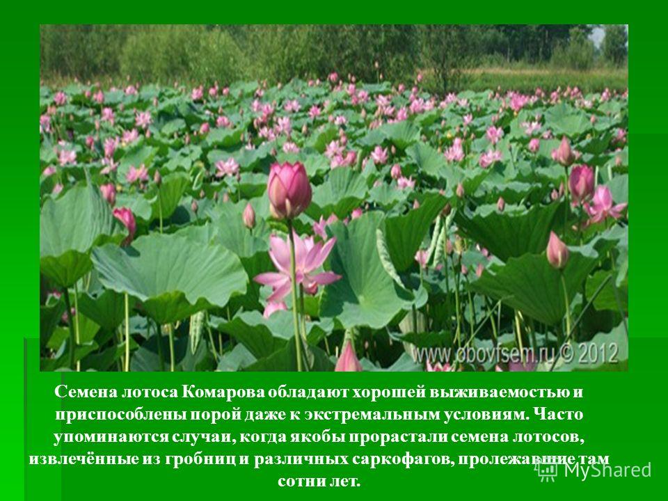 Красный Лотос Магазин - Imsnip.ru