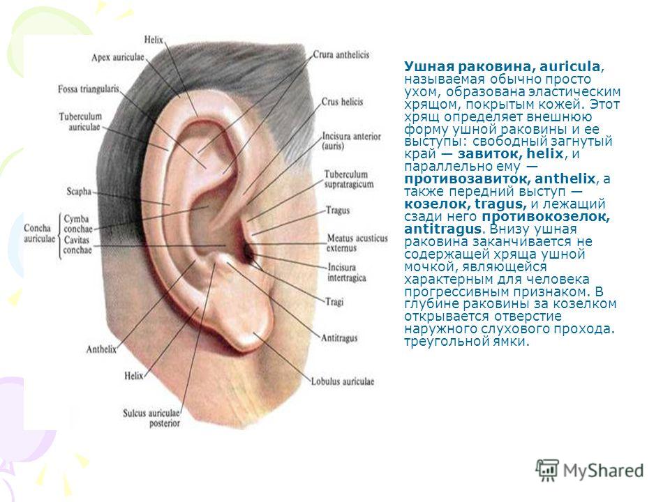 Задняя Стенка Уха Где Находится Фото