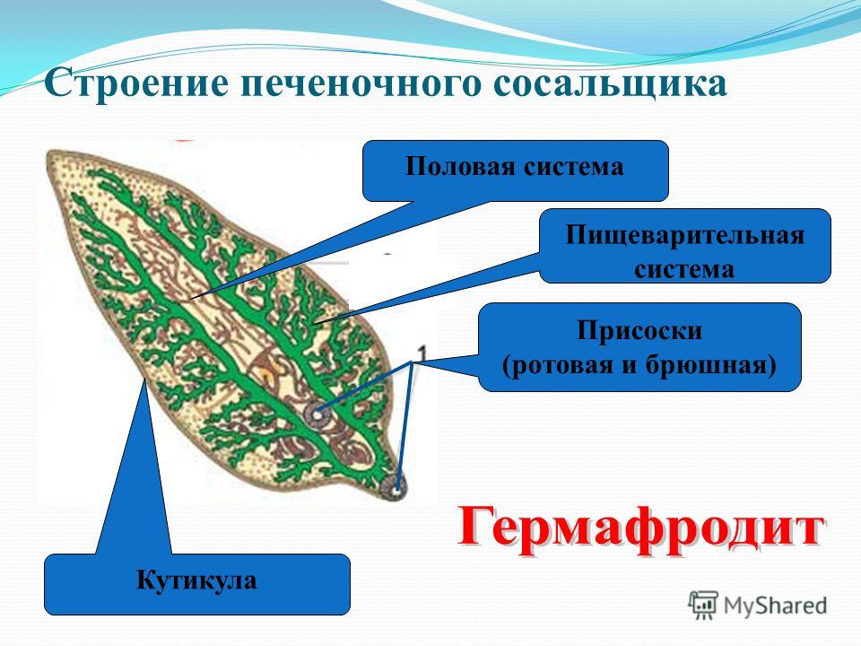 Промежуточный хозяин печеночного сосальщика является 5
