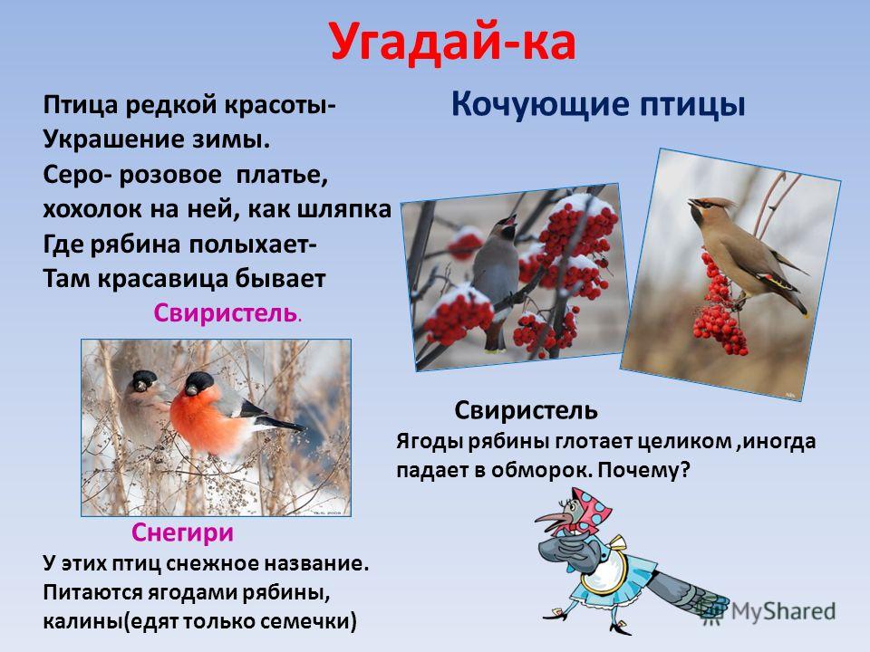 Картинки птицы которые зимуют Картинки птицы которые зимуют