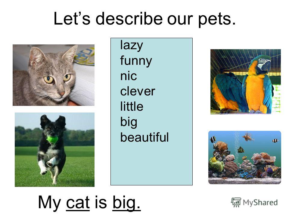 Lets describe our pets. lazy funny nic clever little big beautiful My cat is big.