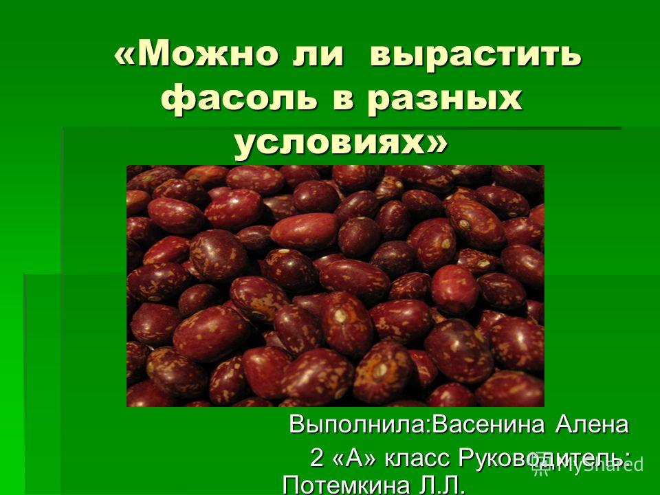 Выращиваем фасоль в домашних условиях