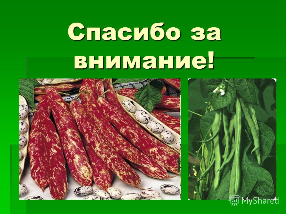 Фасоль температура выращивание 25