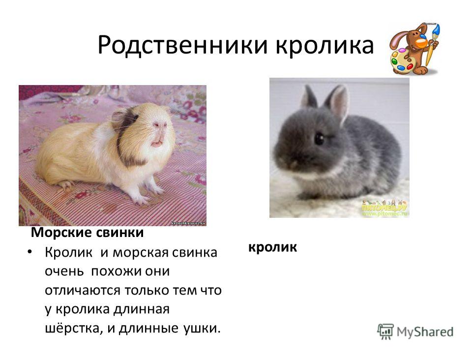Моя морская свинка стих Моя морская свинка стих