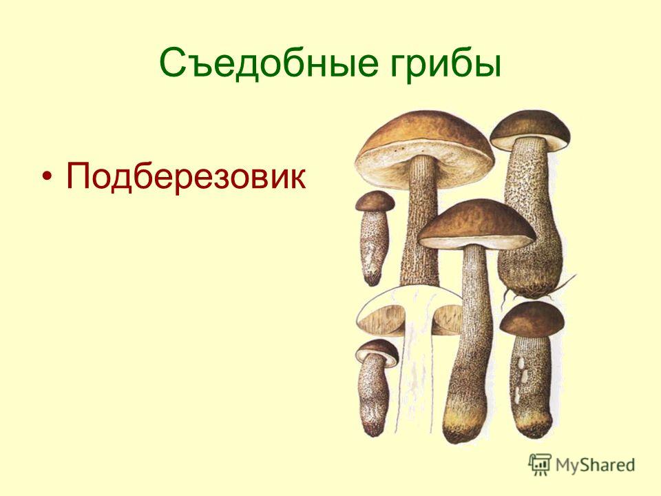 Съедобные грибы Подберезовик