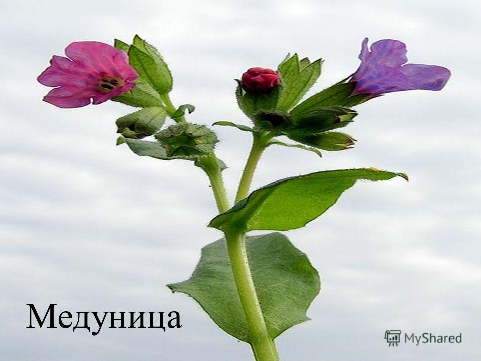 Медуница презентация