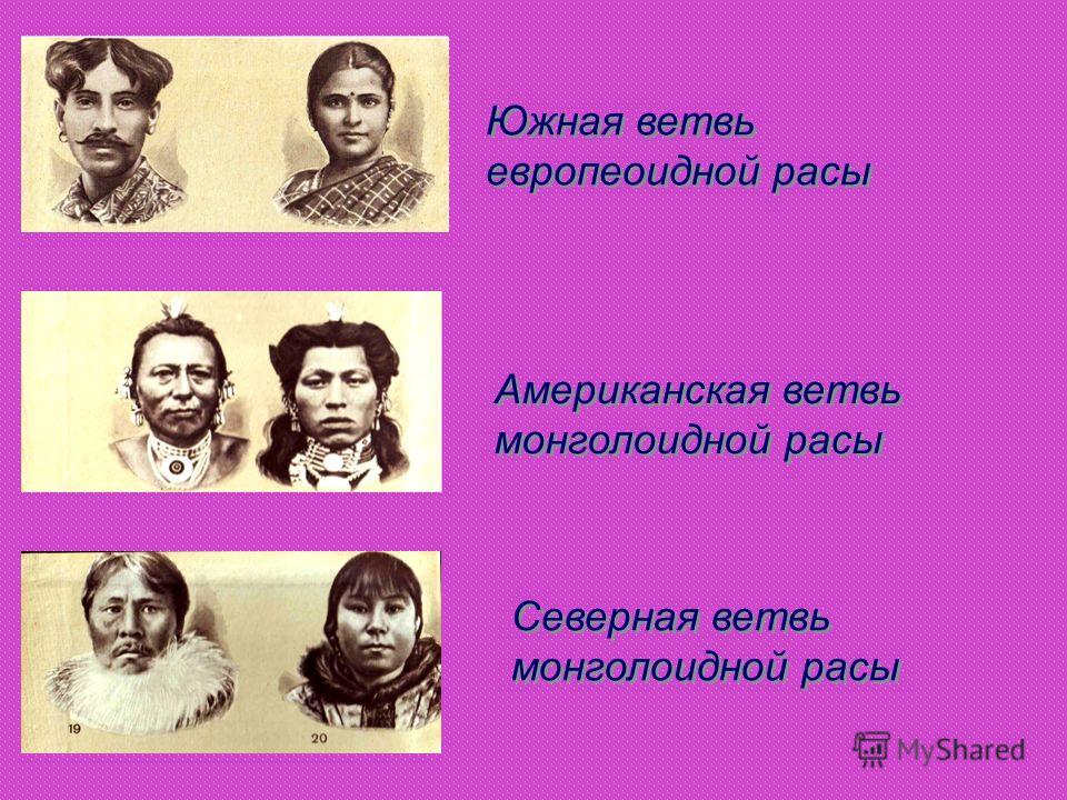 Южная ветвь европеоидной расы Американская ветвь монголоидной расы Северная ветвь монголоидной расы