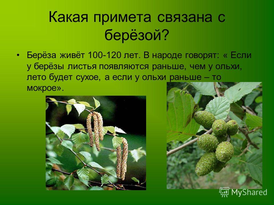 Приметы связанные с берёзой Приметы связанные с берёзой