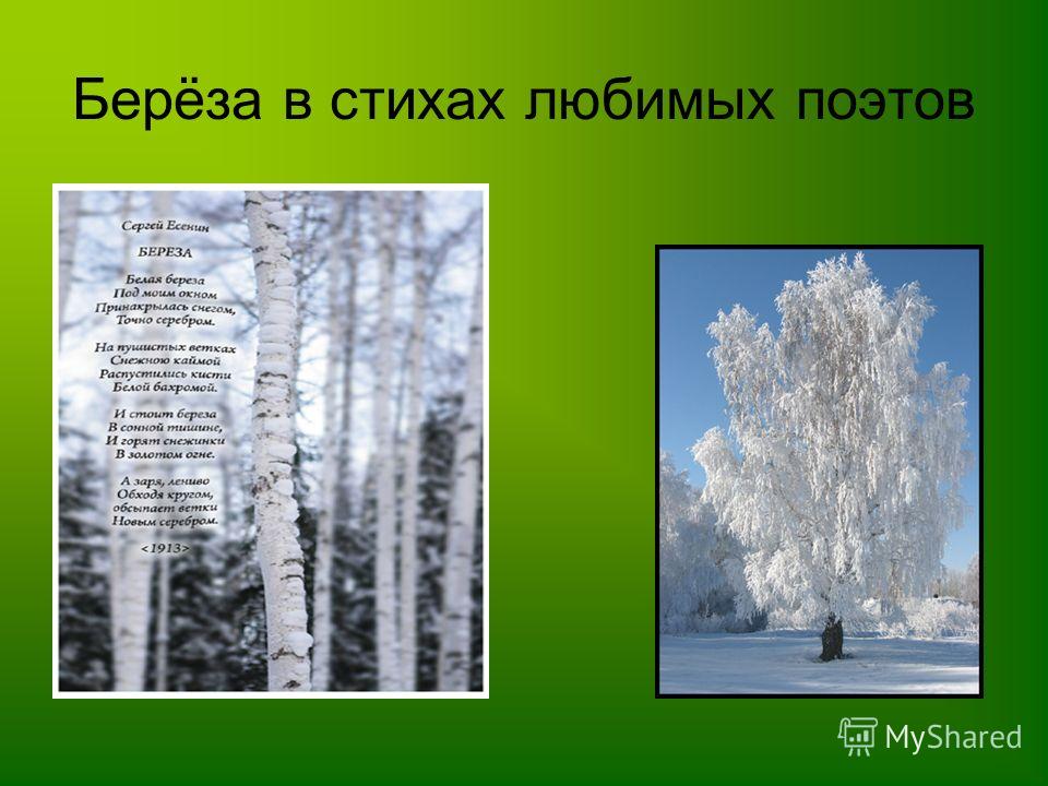 Белая береза я тебя люблю есенин стих Белая береза я тебя люблю есенин стих