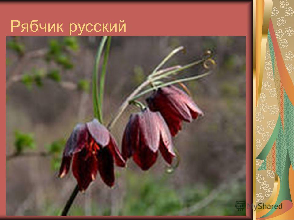 Цветок рябчик ботаника