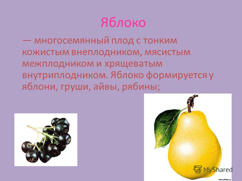 Шиповник тип плода - Вопросы и ответы