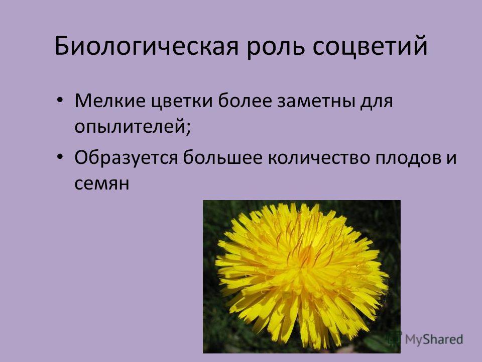 Метелка соцветие примеры растений - MosRosa.ru