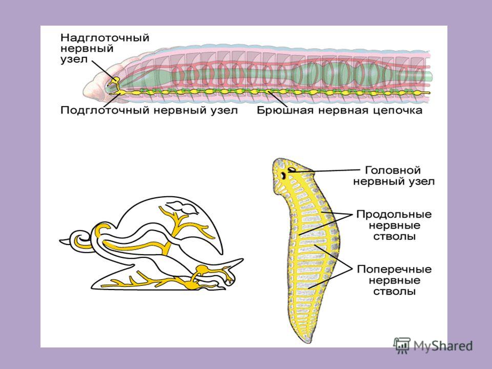 Как еще называют надглоточный нервный узел насекомых