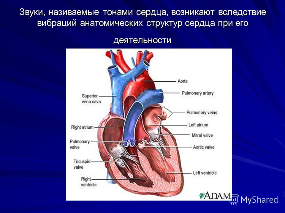 Звук тонов сердца скачать